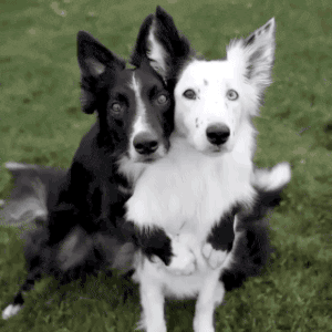 to hunde der holder om hinanden