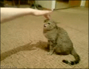 video med kat der bliver sur når man kæler med den